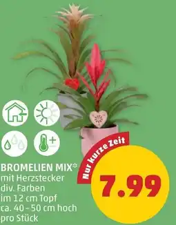 PENNY Bromelien mix Angebot