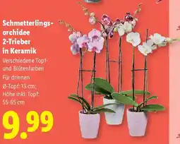 Lidl Schmetterlings- orchidee 2-Trieber in Keramik Angebot