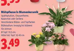 Lidl Blühpflanze in Blumenkeramik Angebot