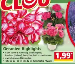 Norma Geranien Highlights Angebot