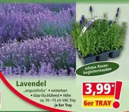 Norma LAVENDEL Angebot