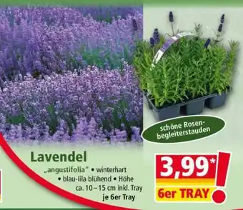 LAVENDEL
