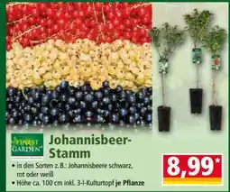 Norma Johannisbeer-Stamm Angebot