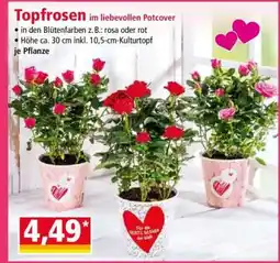 Norma Topfrosen Angebot