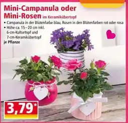 Norma Mini-Campanula oder Mini-Rosen Angebot