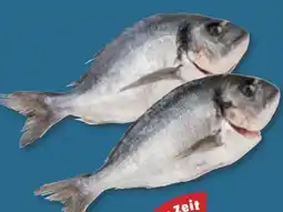 PENNY Goldbrasse Angebot