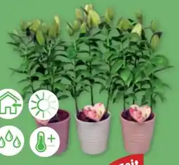 PENNY Orientalische Lilien Angebot