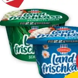 PENNY Schärdinger Landfrischkäse Angebot