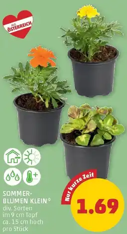 PENNY Sommer- blumen klein Angebot