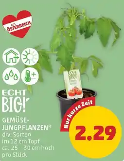 PENNY Gemüse- jungpflanzen Angebot