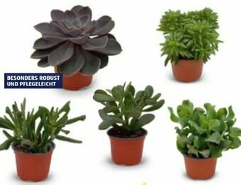 Hofer Sukkulenten Angebot