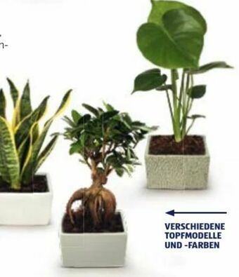 Hofer Grünpflanzen Angebot