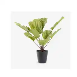 JYSK Kunstpflanze ROLF 4912756 JYSK Angebot