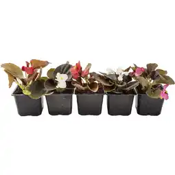 Metro Begonia Semperfora od. Tagetes, Preisangabe ohne MwSt. (Preis inkl. MwSt. 0,85 €), METRO Angebot