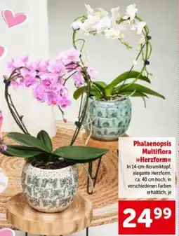 Interspar Phalaenopsis multiflora herzform Angebot