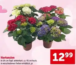 Interspar Hortensien Angebot