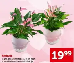 Interspar Anthurie Angebot