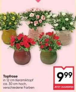 Maximarkt Topfrose Angebot