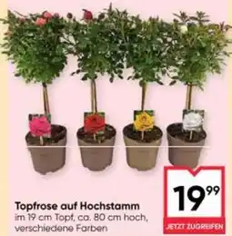 Maximarkt Topfrose auf hochstamm Angebot