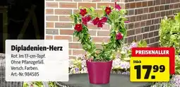 Hagebau Dipladenie Angebot
