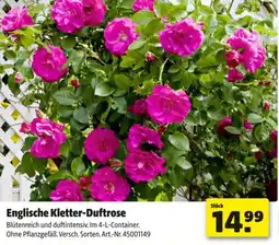 Hagebau Englische kletter-duftrose Angebot