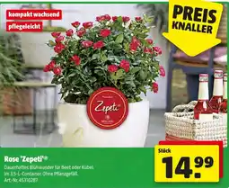 Hagebau Rose Zepeti Angebot