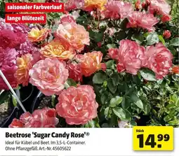 Hagebau Beetrose Sugar Candy Rose Angebot