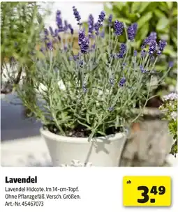 Hagebau Lavendel Angebot
