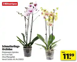 Hagebau Schmetterlings- orchidee Angebot