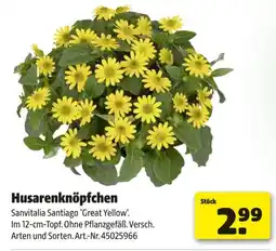 Hagebau Husarenknöpfchen Angebot