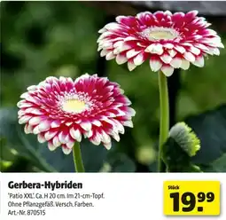 Hagebau Gerbera-hybriden Angebot