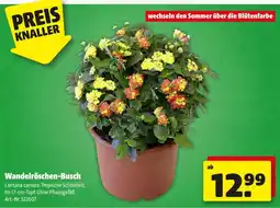 Hagebau Wandelröschen busch Angebot