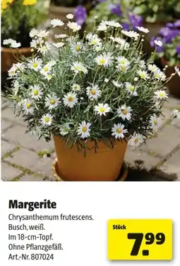 Hagebau Margerite Angebot