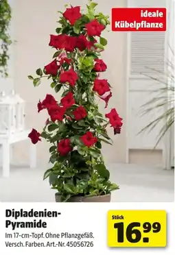 Hagebau Dipladenien- pyramide Angebot