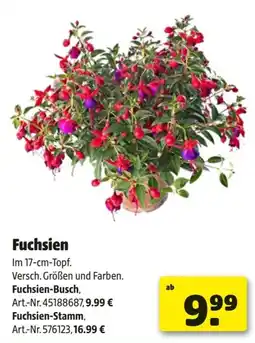 Hagebau Fuchsien Angebot