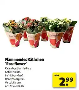 Hagebau Flammendes käthchen roseflower Angebot