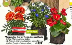 Bauhaus Balkonpflanzen mix Angebot