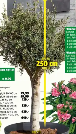 Bauhaus Piardino Olivenbaum Bonsai Angebot