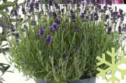 Bauhaus Piardino Lavendel Angebot