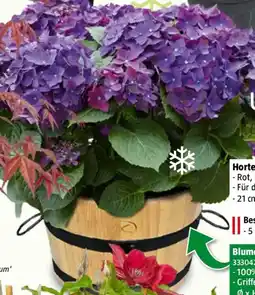 Bauhaus Piardino Hortensie Angebot