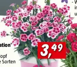 Bauhaus Piardino Gartennelke Pink Kisses Angebot