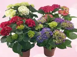 Interspar Hortensien Angebot