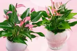 Interspar Anthurien Angebot