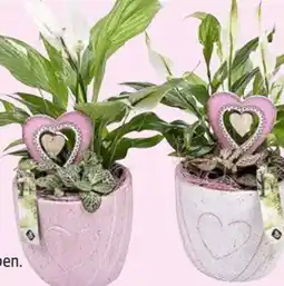 Hagebau Blumenarrangement Muttertag Angebot