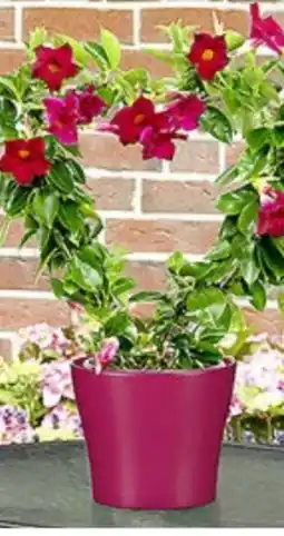 Hagebau Dipladenien-Herz Angebot