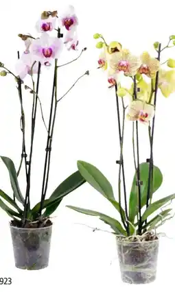 Hagebau Schmetterlings Orchideen Angebot