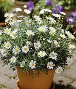 Hagebau Margeriten Angebot