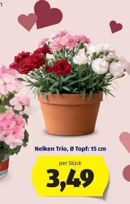 Hofer Nelken-Trio Angebot