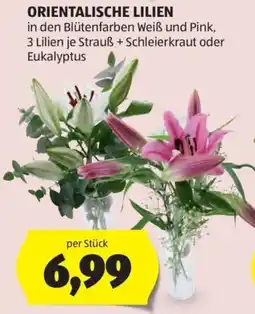 Hofer Orientalische Lilien Angebot