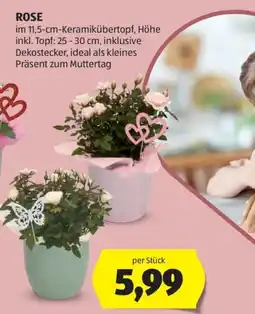 Hofer Rose Angebot